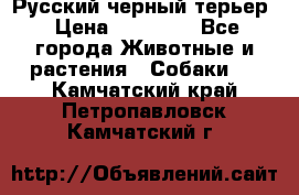 Русский черный терьер › Цена ­ 35 000 - Все города Животные и растения » Собаки   . Камчатский край,Петропавловск-Камчатский г.